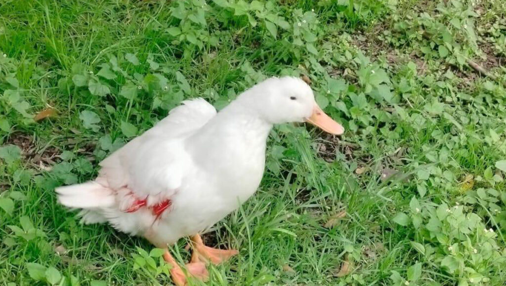 Patito de Chapultepec es herido por mordida de perro y policías lo auxilian