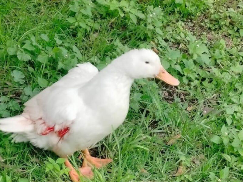 Patito de Chapultepec es herido por mordida de perro y policías lo auxilian