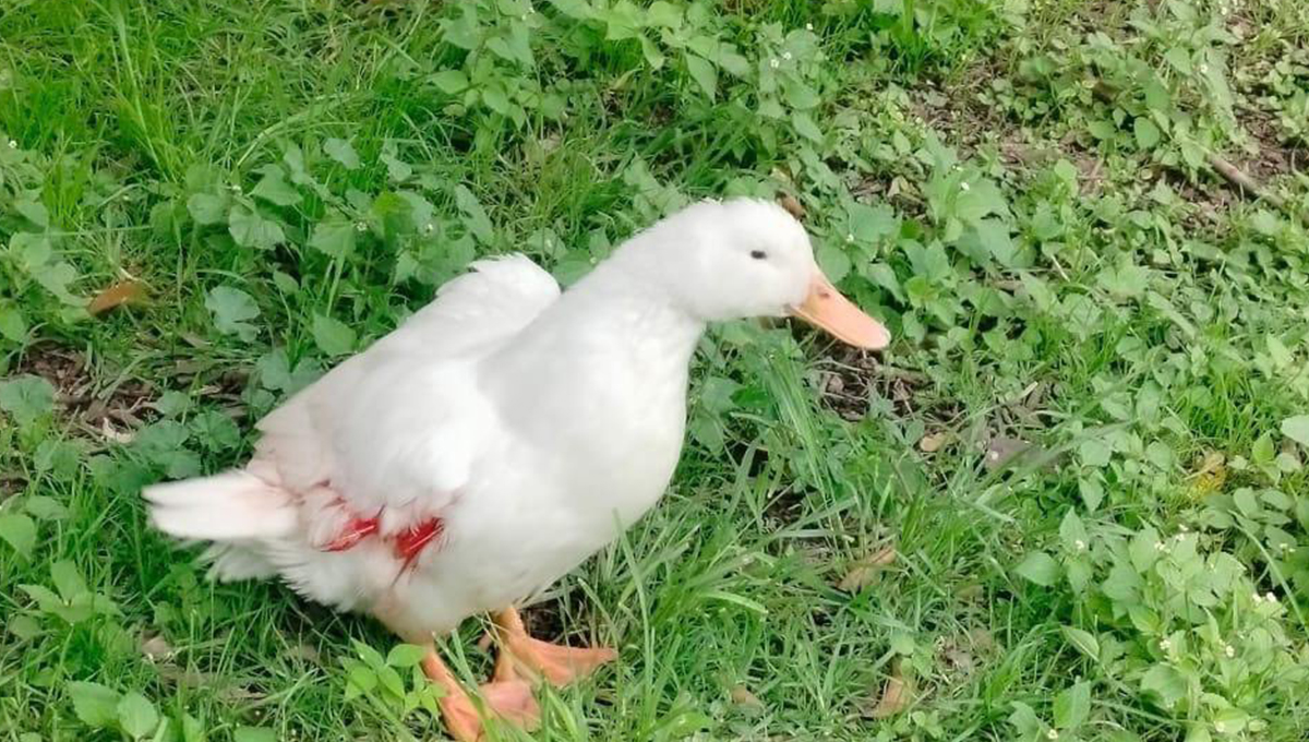 Patito de Chapultepec es herido por mordida de perro y policías lo auxilian