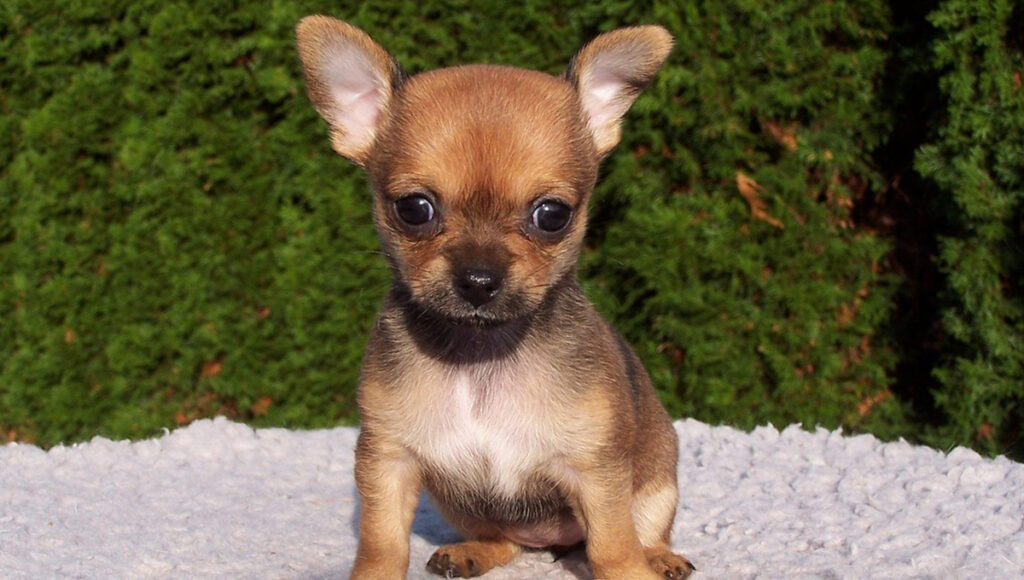 Perrito chihuahua rescata a su dueño luego de que cayera por la grieta de un glaciar