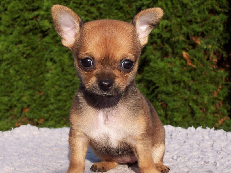 Perrito chihuahua rescata a su dueño luego de que cayera por la grieta de un glaciar
