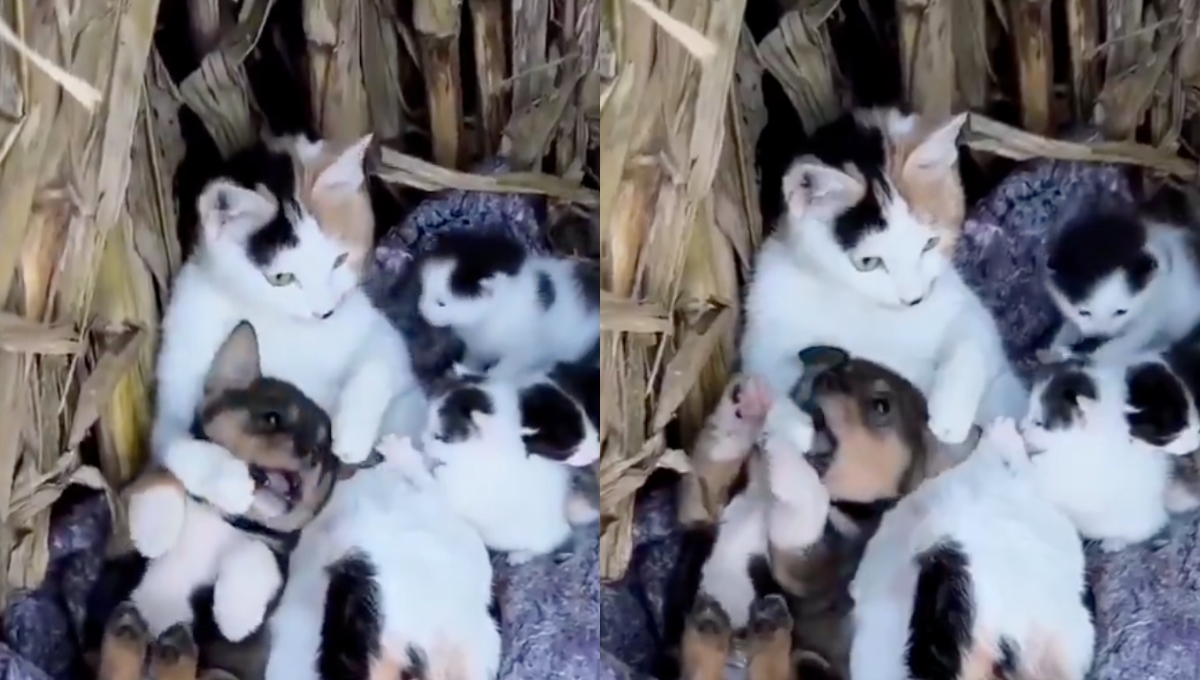 Perro bebé es adoptado por gatita