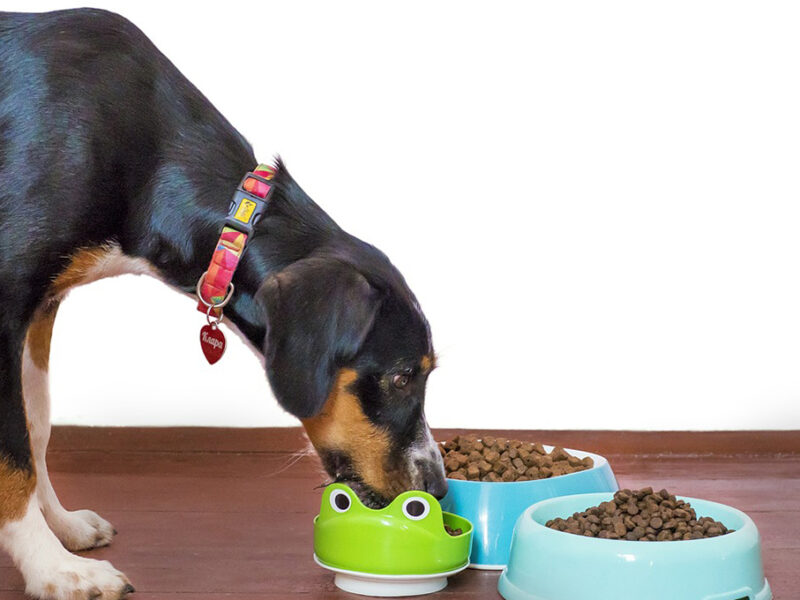 Perros: ¿Qué tan buena es la croqueta Royal Canin?