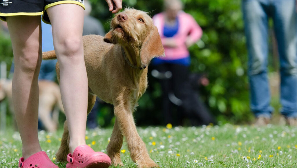 Perros: ¿qué significa que te laman la mano mientras los acaricias?