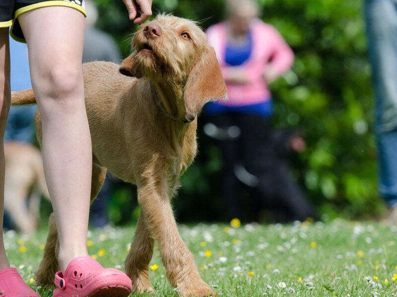 Perros: ¿qué significa que te laman la mano mientras los acaricias?