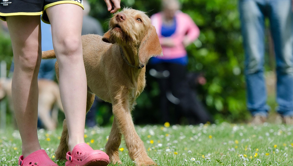 Perros: ¿qué significa que te laman la mano mientras los acaricias?