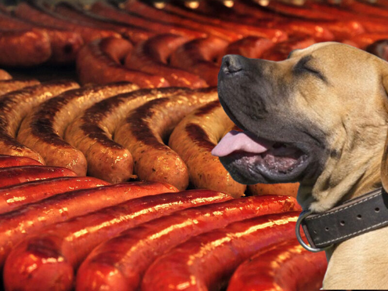 Perros: ¿qué tipo de salchichas les puedes dar de comer?
