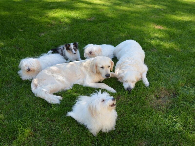 Perros del CTC: ¿cómo adoptar a un lomito del metro de CDMX en 2025?