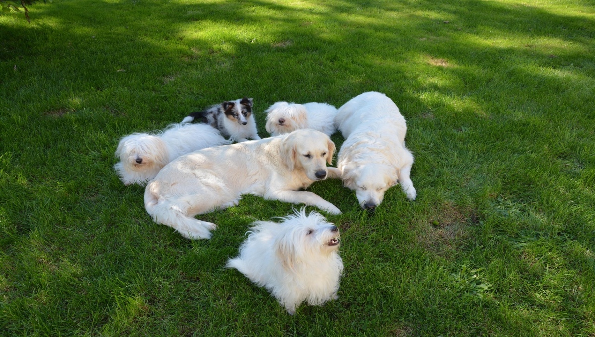 Perros del CTC: ¿cómo adoptar a un lomito del metro de CDMX en 2025?