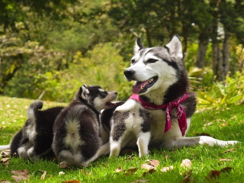 Perros diabéticos: ¿qué pueden comer?