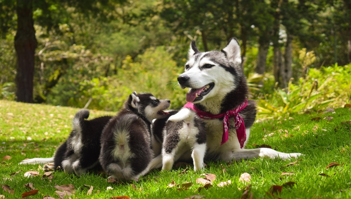Perros diabéticos: ¿qué pueden comer?