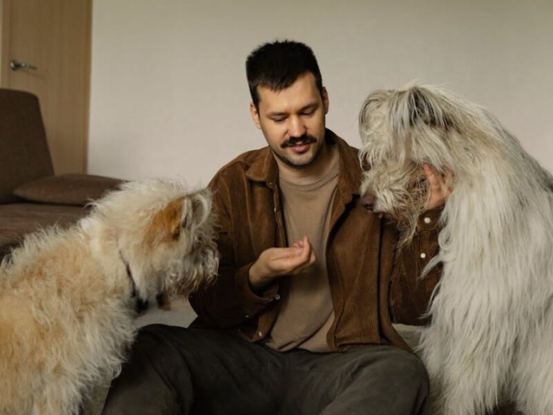 cuánto tiempo le toma a los perros olvidar a sus dueños