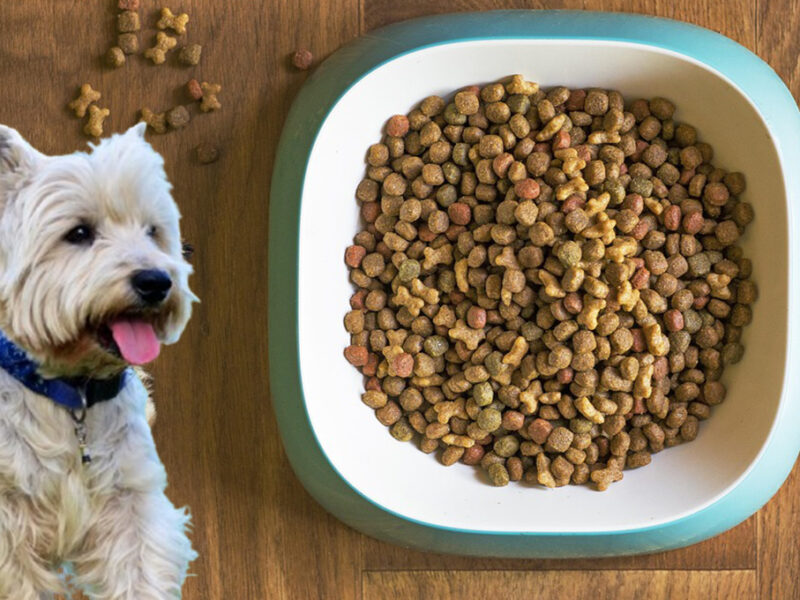 Perros: top mejores croquetas para razas pequeñas