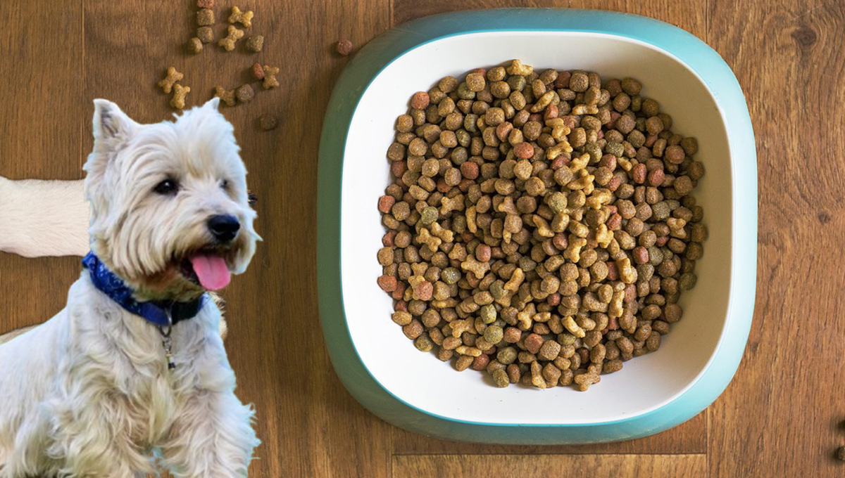 Perros: top mejores croquetas para razas pequeñas