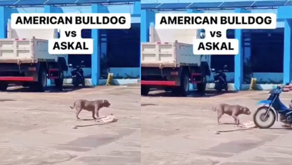 Pitbull ataca a PERRITO y este se hace el muerto para sobrevivir: VIDEO