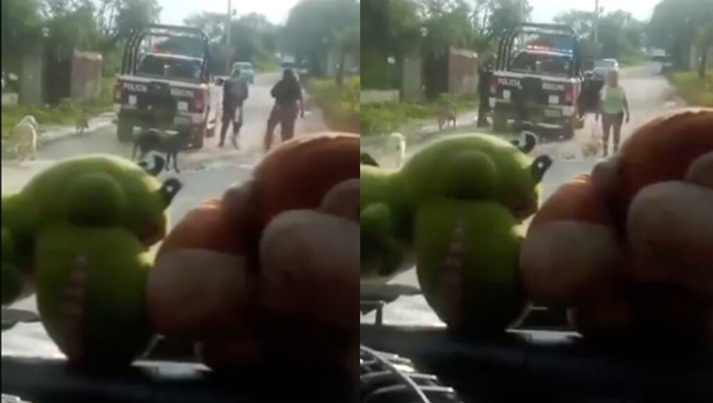 Policías ATROPELLAN a perrito y se dan a la fuga con el cuerpo: VIDEO