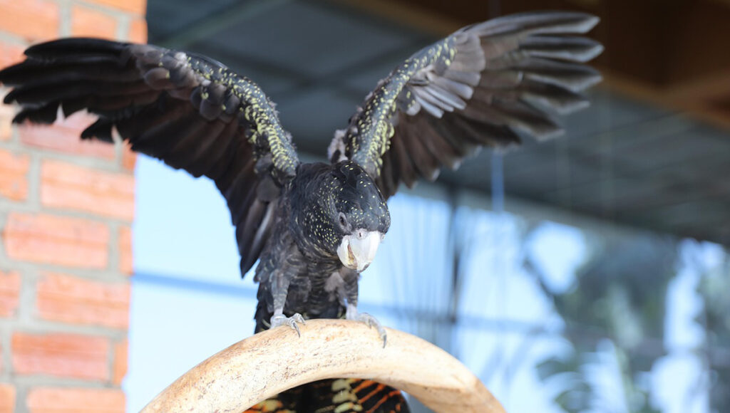 Profepa DECOMISA aves silvestres capturadas en una casa de la Condesa