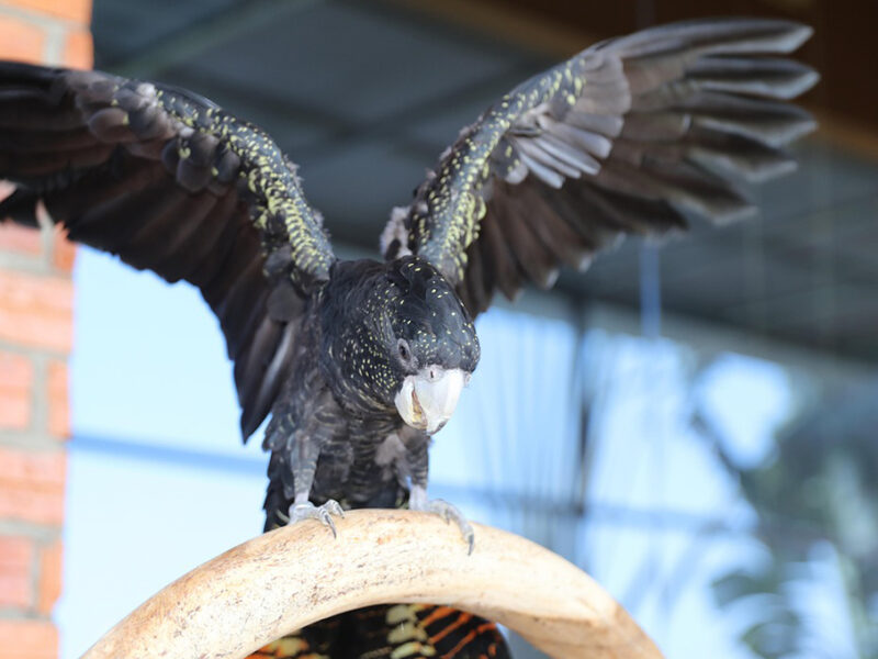 Profepa DECOMISA aves silvestres capturadas en una casa de la Condesa