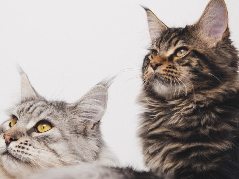 Qué alimentos darle a un gato con pancreatitis