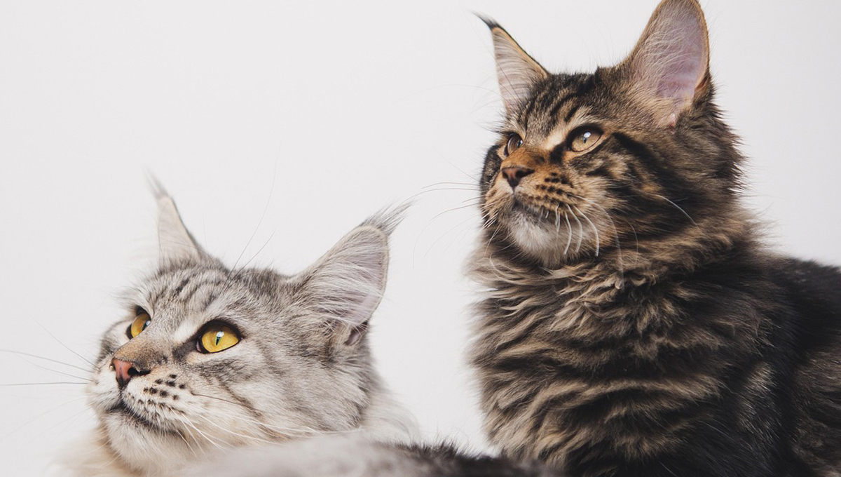 Qué alimentos darle a un gato con pancreatitis