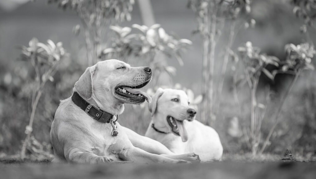 Qué es la píldora de la vida y cómo ayudaría a alargar la vida de las mascotas