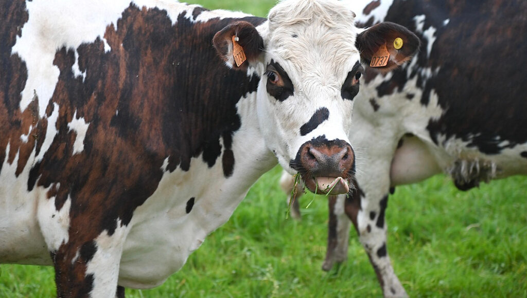 Se van las vacas de shopping: captan a animales caminando en plaza comercial de Apodaca