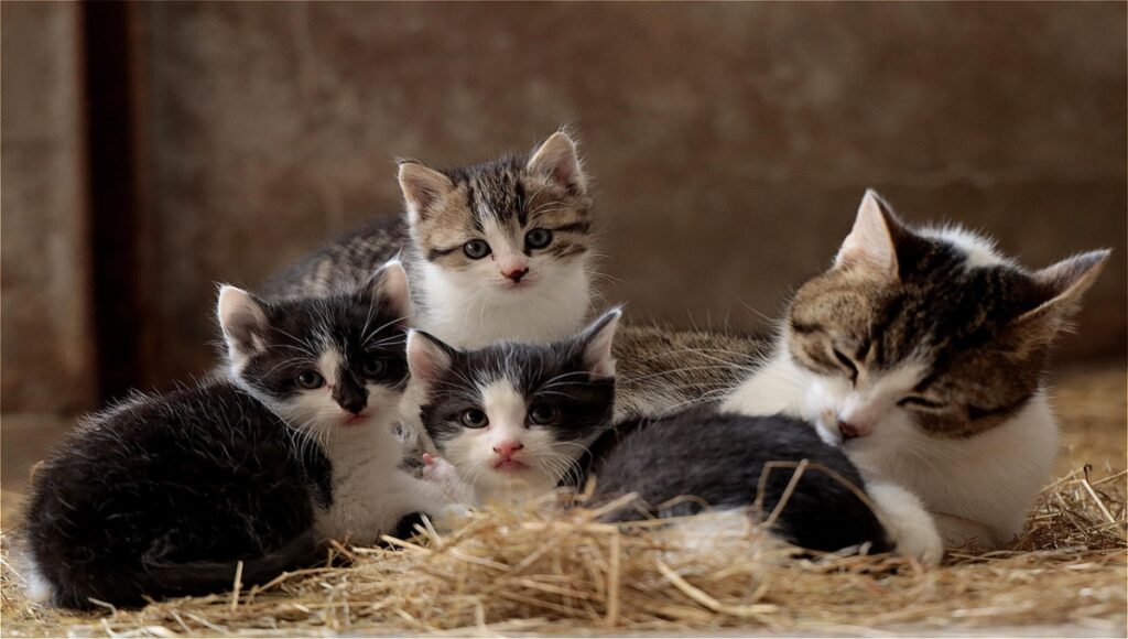 Sonidos para ATRAER a gatos perdidos