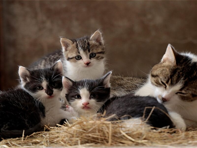 Sonidos para ATRAER a gatos perdidos