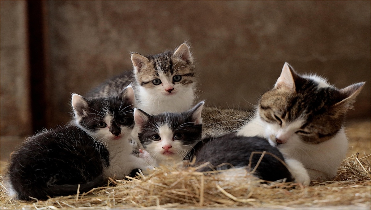 Sonidos para ATRAER a gatos perdidos