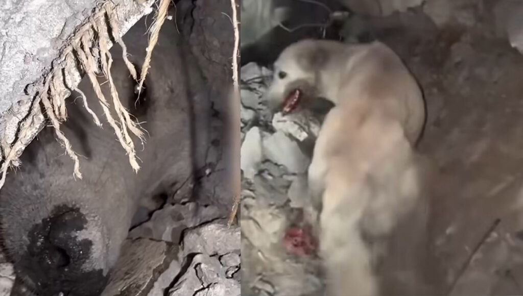 Tras ataque aéreo, rescatistas palestinos SALVAN vida de perrito