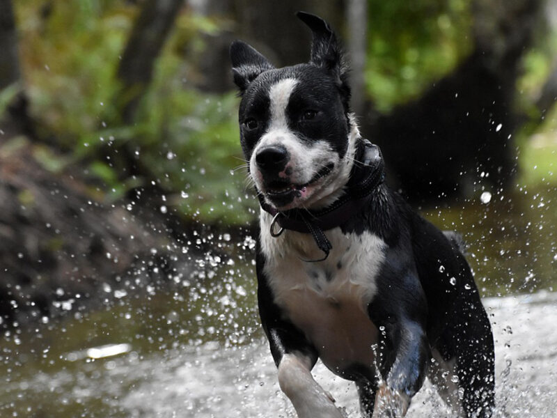 Veterinara revela lo que nunca debes hacer si tu perro sufre de un golpe de calor