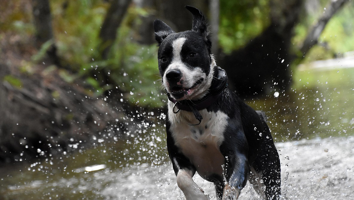 Veterinara revela lo que nunca debes hacer si tu perro sufre de un golpe de calor