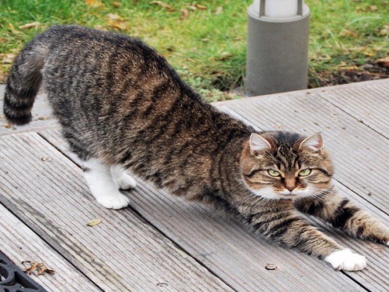 Video gracioso: gatos demuestran que NADA está a salvo en una casa donde viven michis