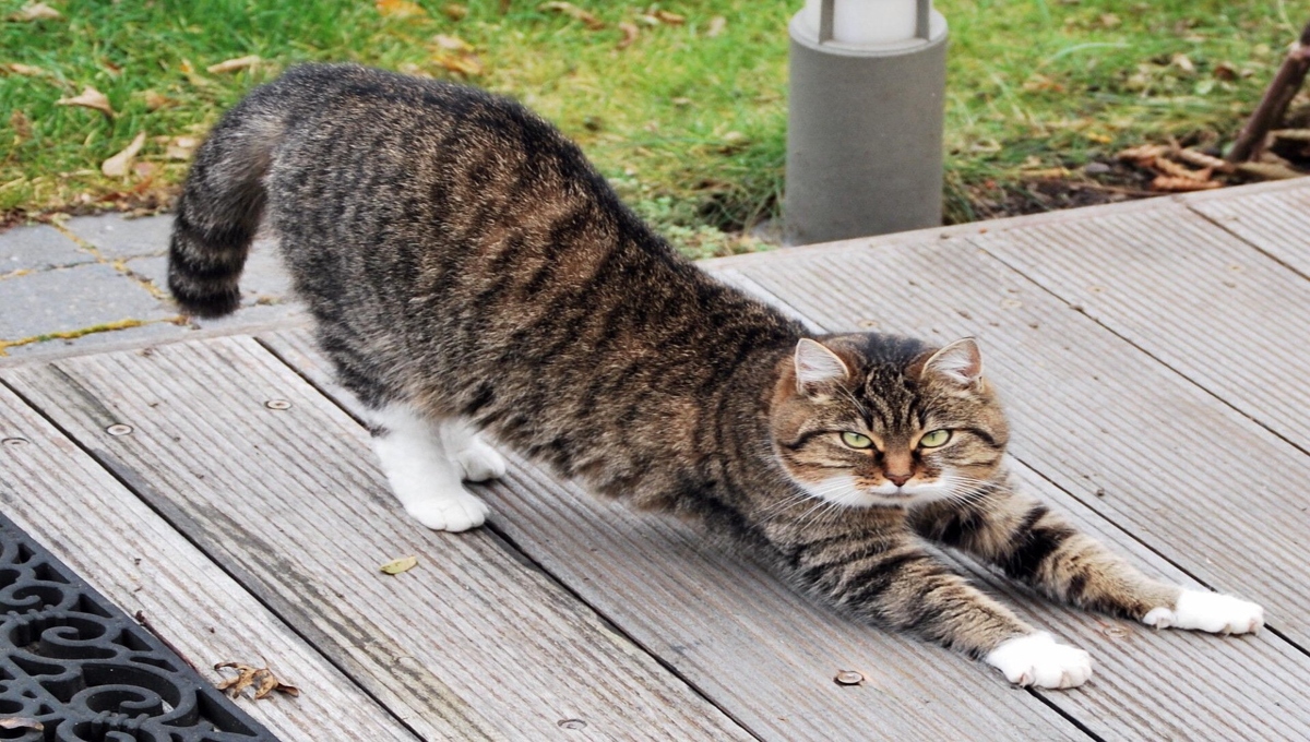 Video gracioso: gatos demuestran que NADA está a salvo en una casa donde viven michis