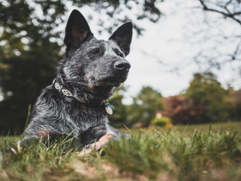 alimento que nunca debes darle a tu perro
