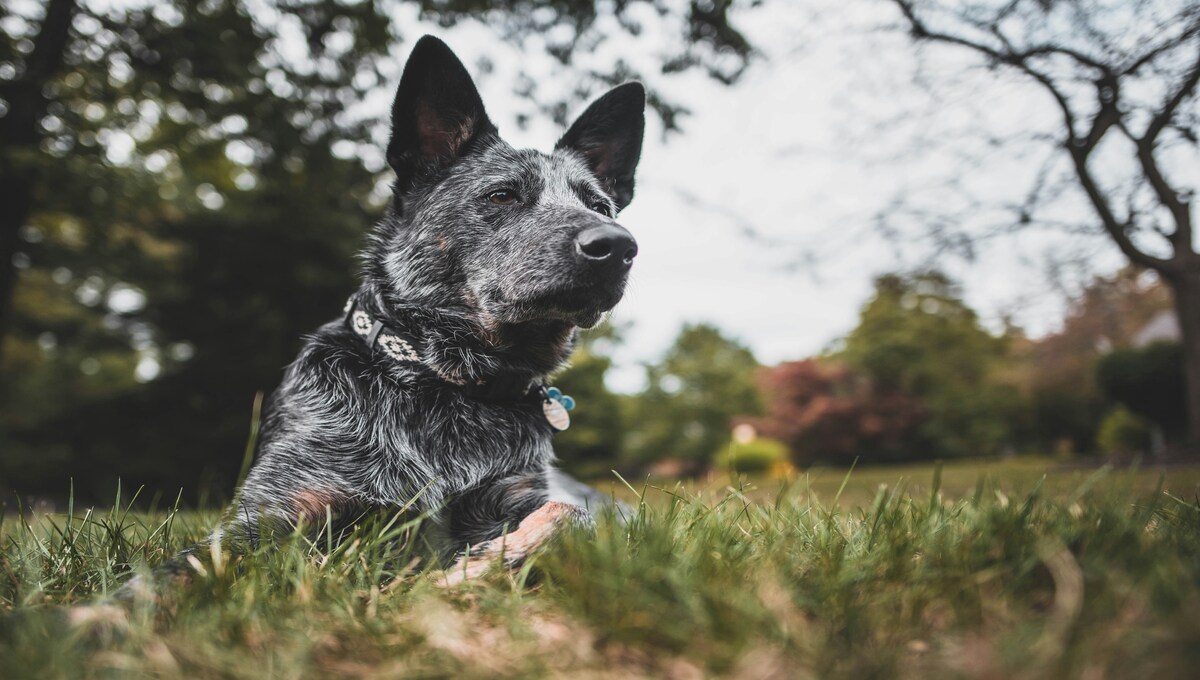 alimento que nunca debes darle a tu perro