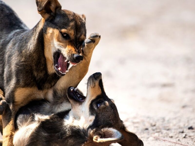 asi es como operan los montapeleas de mascotas en los parques de mexico