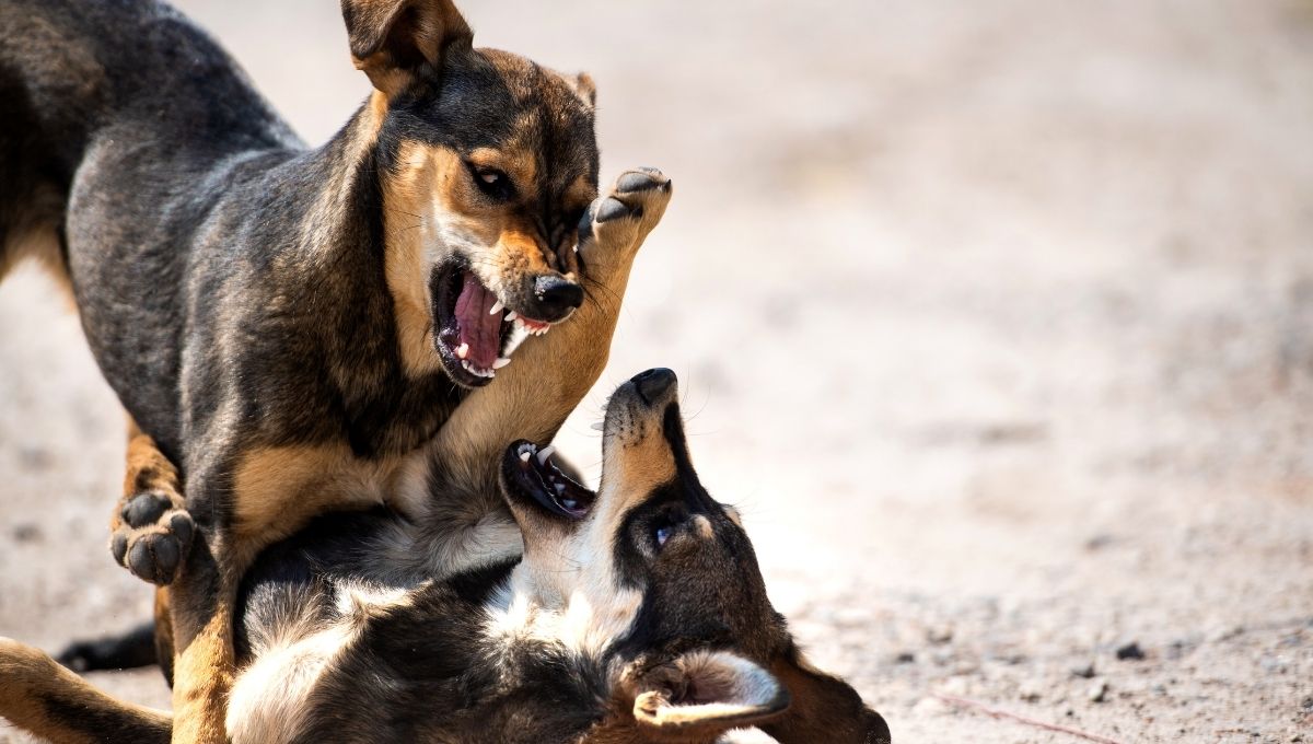 asi es como operan los montapeleas de mascotas en los parques de mexico