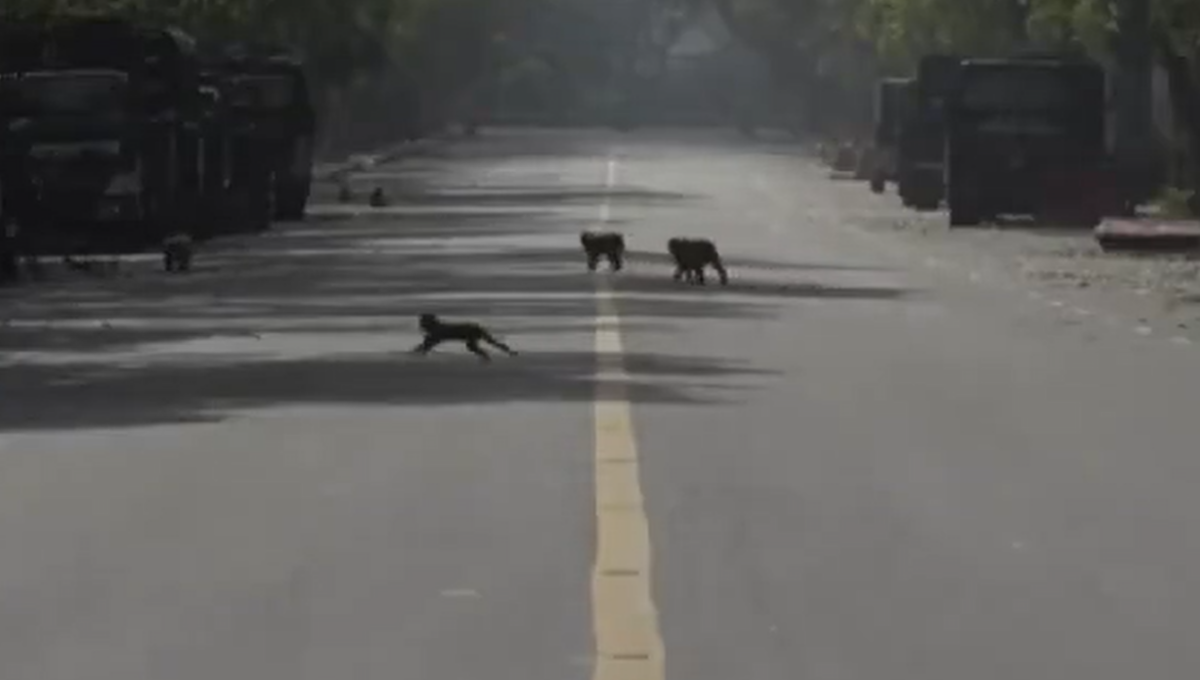 animales vuelven a las calles durante covid