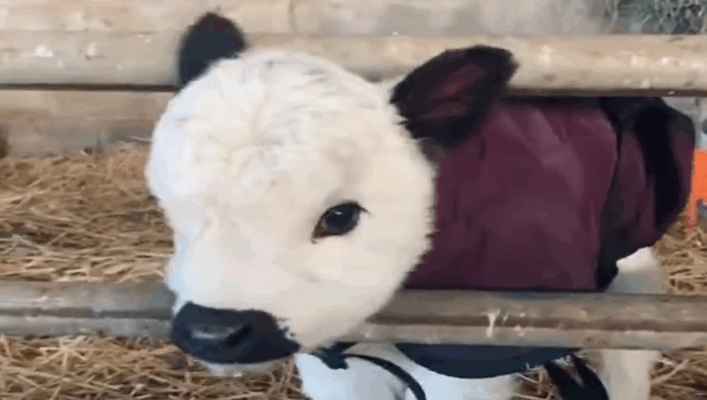 vaca bebé