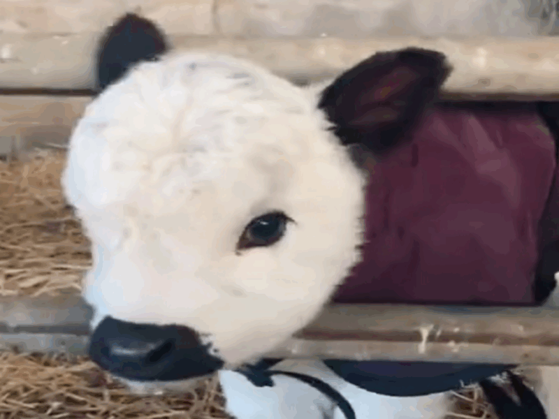 vaca bebé