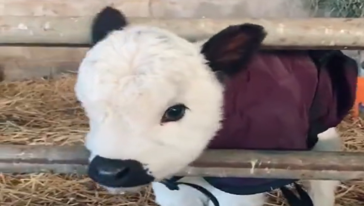 vaca bebé