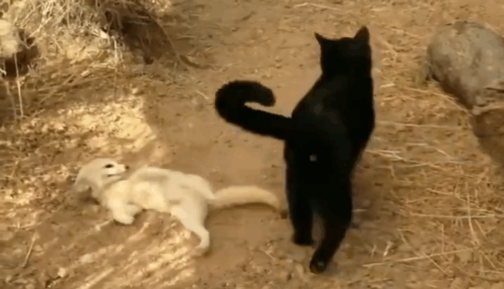 zorro reacciona a su amigo gato
