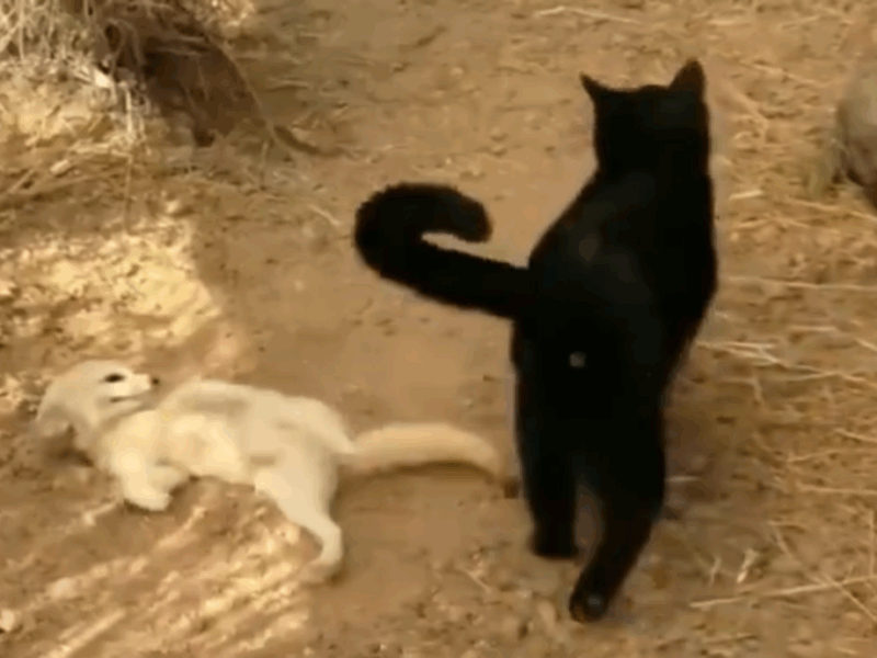 zorro reacciona a su amigo gato