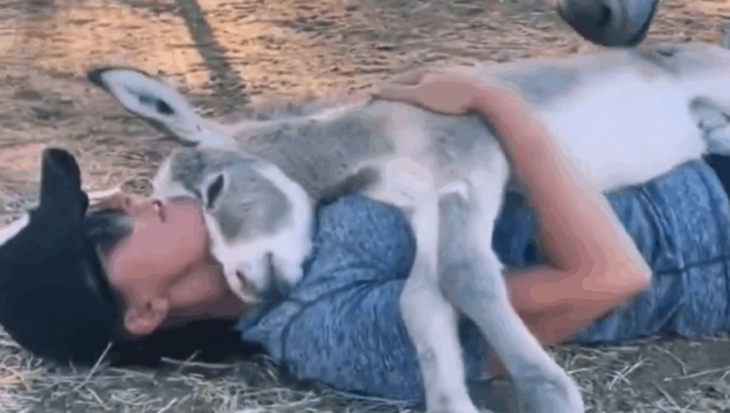 burro se acuesta sobre su dueño