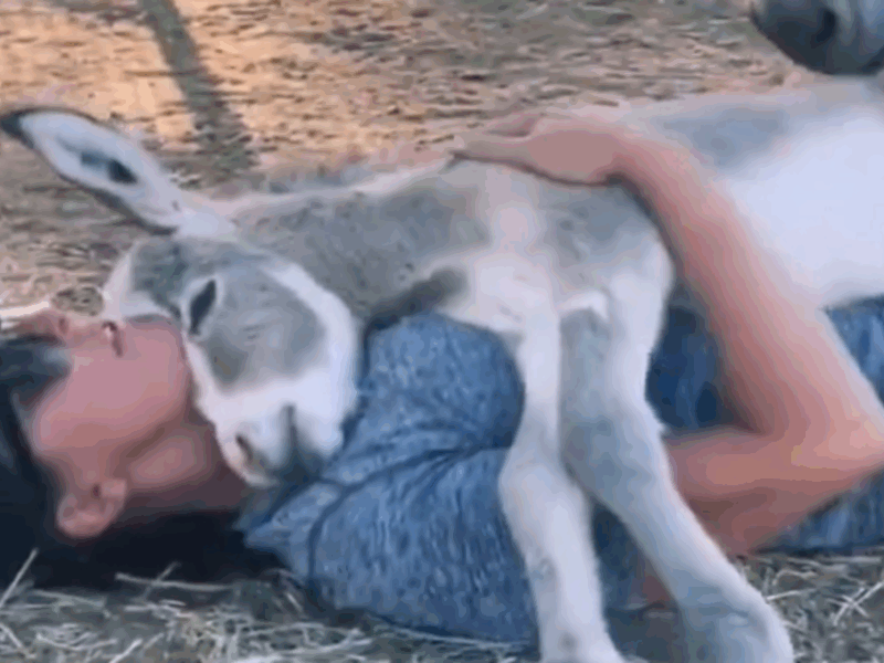 burro se acuesta sobre su dueño