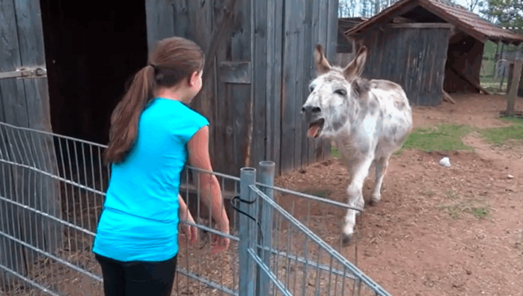 burro se encuentra con niña