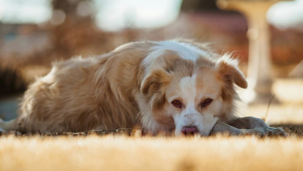 camas para mascotas en temporada de lluvias
