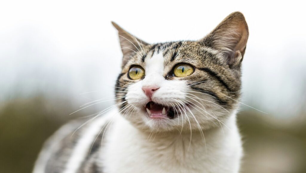 cepillar los dientes de un gato