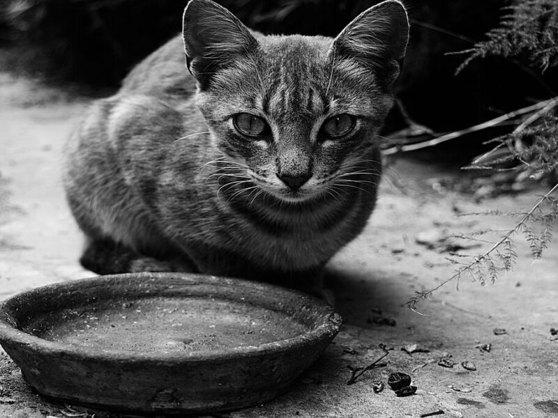 comida de humanos que pueden comer los gatos
